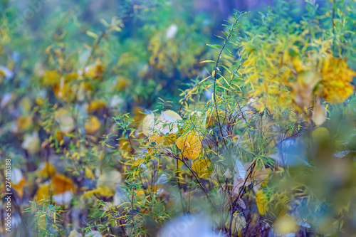Autumn shrubs yellow leaves. Autumn time. Nature beautiful blurred background and bokeh. Shallow depth of field. Toned image. 