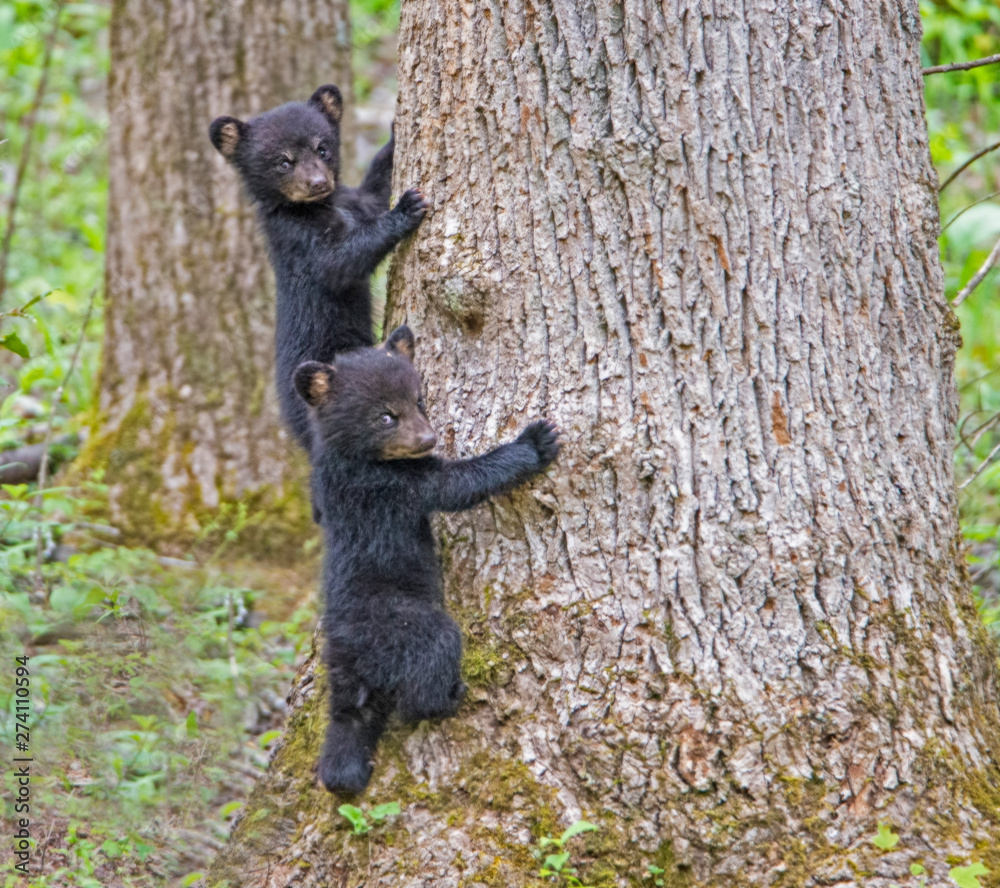 Black Bear Cubs playing together in Cades Cove, part of the Smoky Mountains. Black Bear Cubs playing together in Cades Cove, part of the Smoky Mountains.