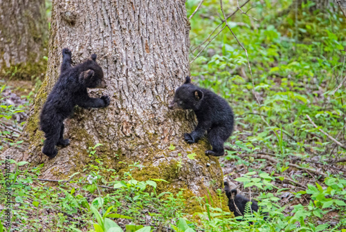 Black Bear Cubs playing together in Cades Cove, part of the Smoky Mountains.