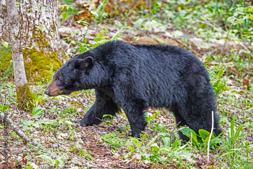 Black Bear families in Cades Cove, part of the Smokies.