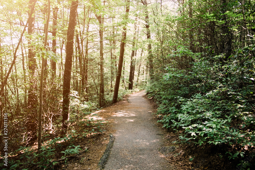 Serene Wooded Path Walkway in Forest Serene Wooded Path Walkway in Forest