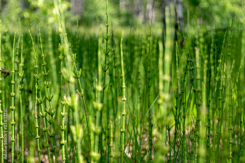 background of green plants in the form of sticks background of green plants in the form of sticks