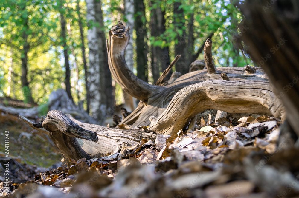 Fototapeta premium old brown dry dead tree in wood