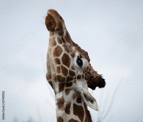 Photography Portrait of a Giraffe Stretching Neck