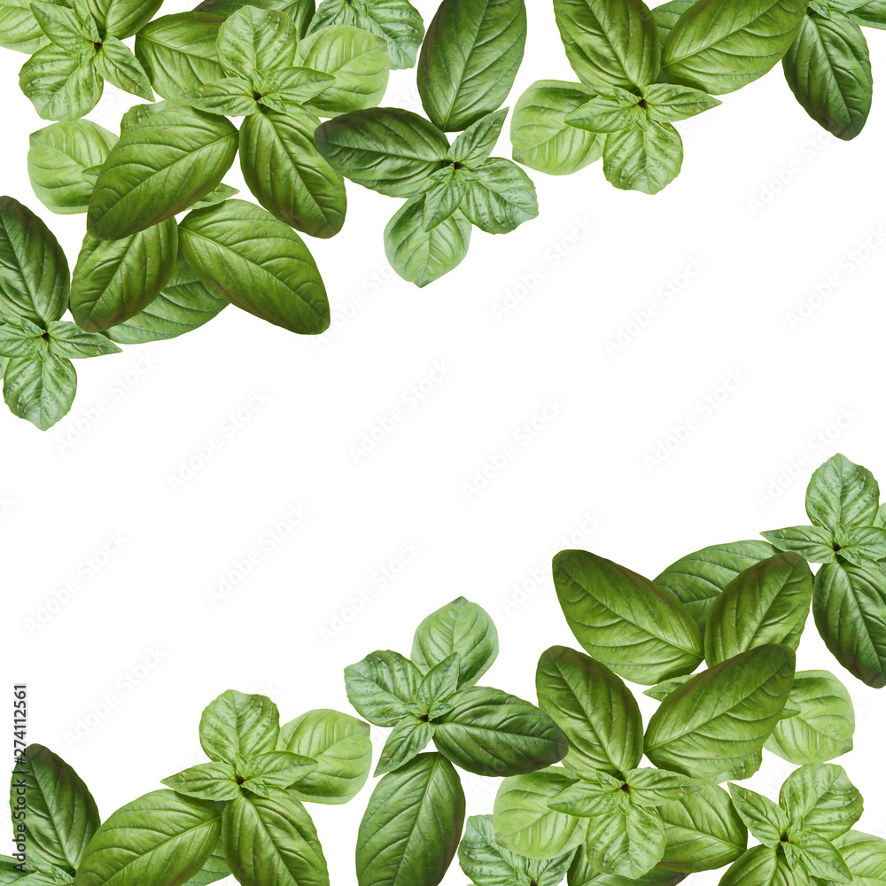 Beautiful background of green Basil. Isolated Beautiful background of green Basil. Isolated