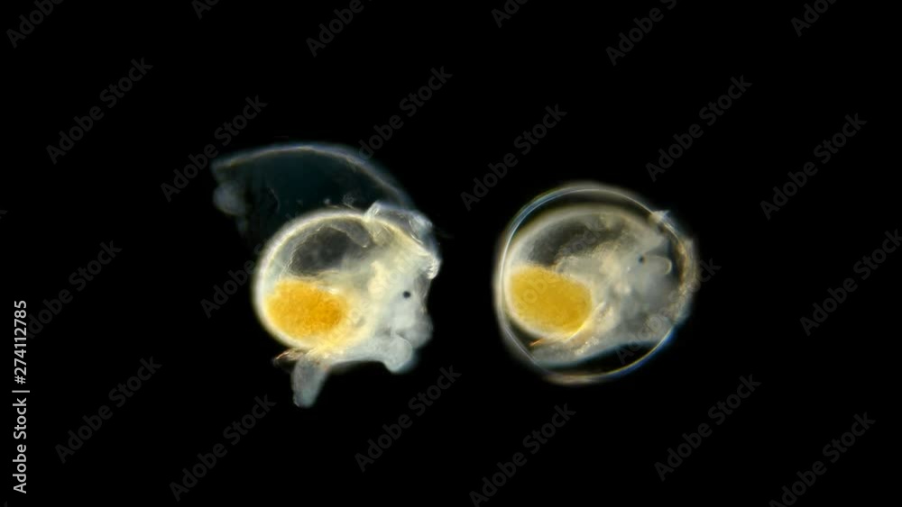 Snail. Two snails under the microscope. The video shows how one snail