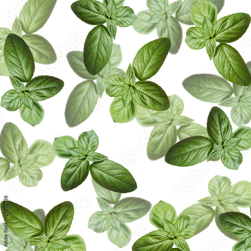 Beautiful background of green Basil. Isolated