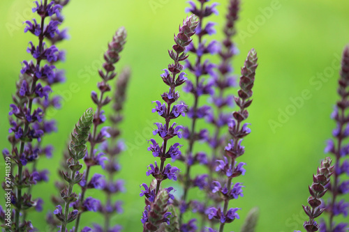 The beautiful purple flower spikes of Salvia nemorosa  Ostfriesland   against a bright green background. Also known as Balkan Clary or Woodland Sage.