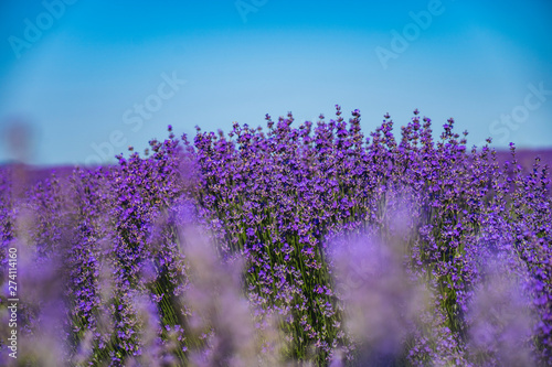 Close up view of lavender growing. Lavender bushes close up .Purple flowers of lavender.