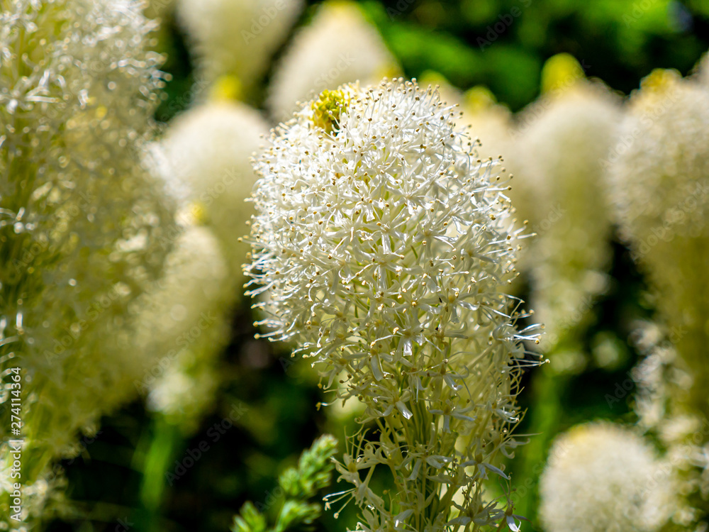 Closeup of Beargrass with the Background Bokehed Closeup of Beargrass with the Background Bokehed