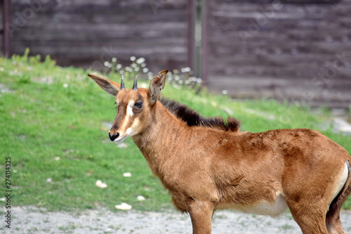 Roan Antelope Hippotragus Equinus Looking