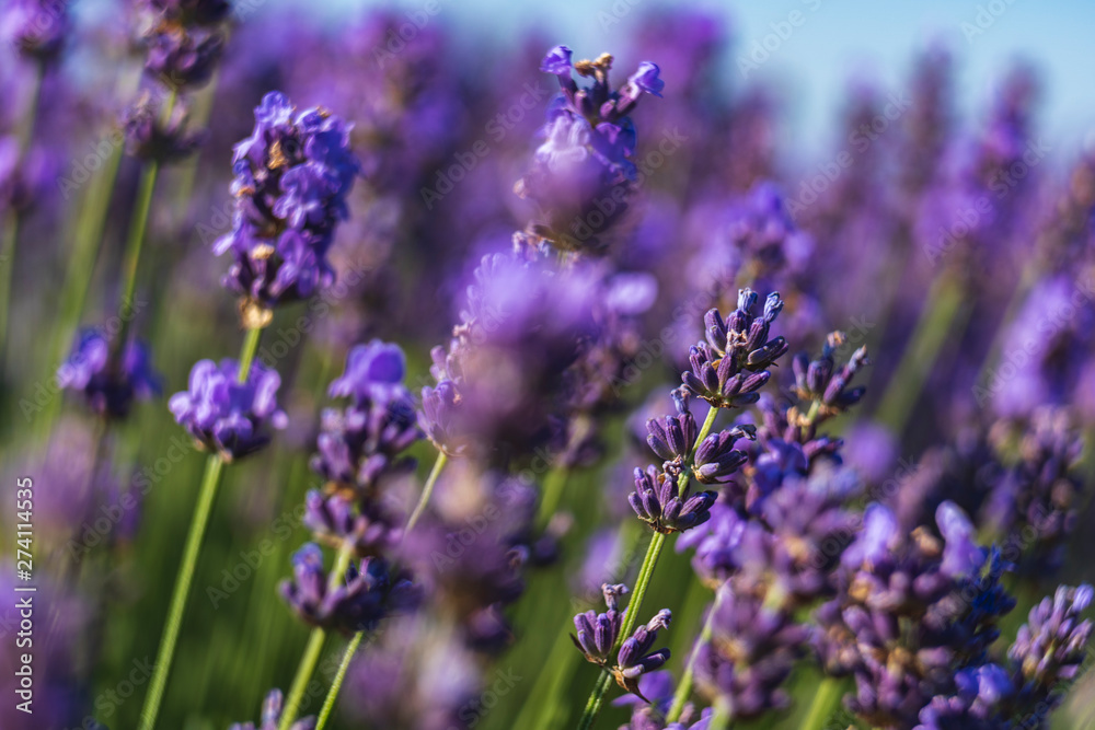 Obraz premium Close up view of lavender growing. Lavender bushes close up .Purple flowers of lavender.