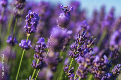 Fototapeta Naklejka Na Ścianę i Meble -  Close up view of lavender growing. Lavender bushes close up .Purple flowers of lavender.