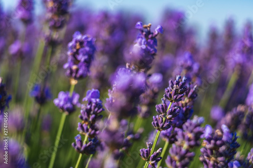 Close up view of lavender growing. Lavender bushes close up .Purple flowers of lavender.