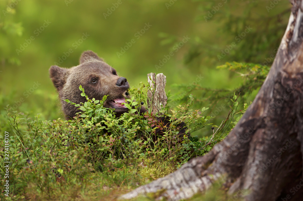 Eurasian brown bear cub eating a blueberry in boreal forest
