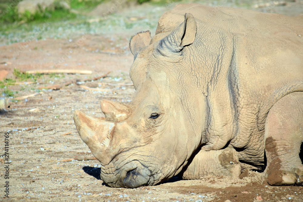 Obraz premium Ceratotherium Simum Simum Rhinoseros Sleeping on Ground