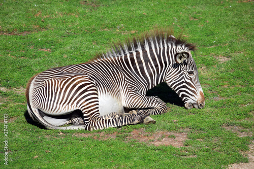 Chapman s Zebra Lying and Eating Grass