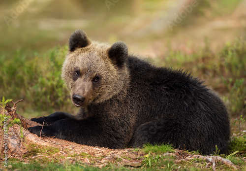 Eurasian brown bear cub lying in the forest © giedriius