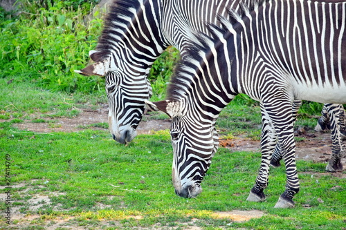Couple of Chapman's Zebra Eating Grass