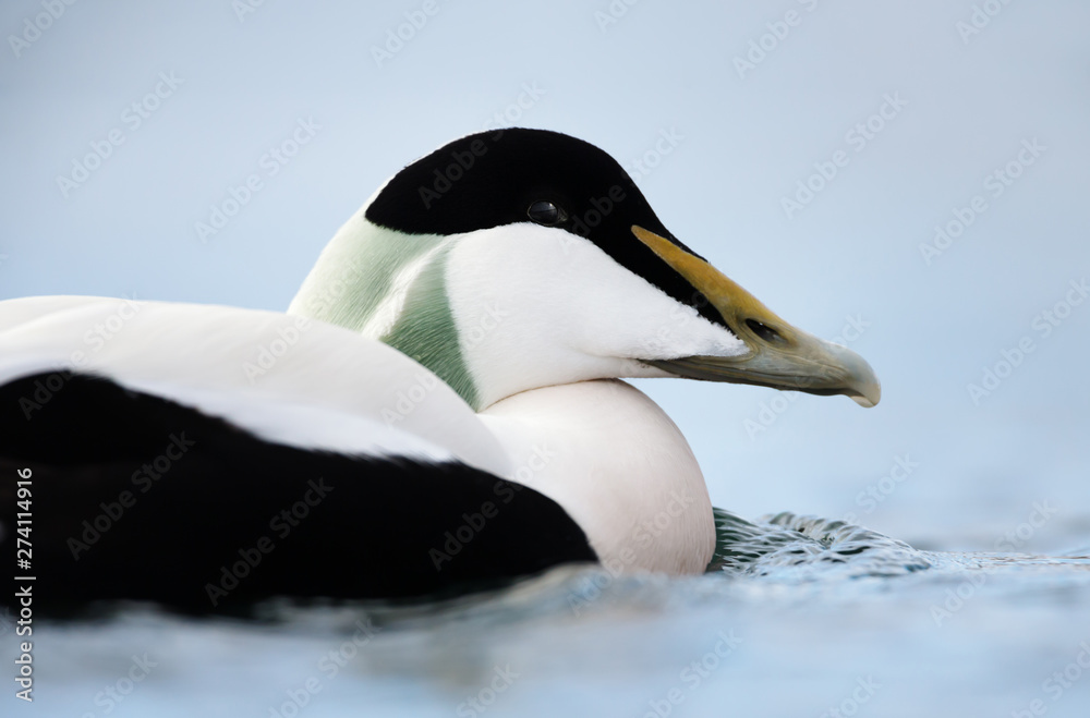 Naklejka premium Close-up of a male common eider