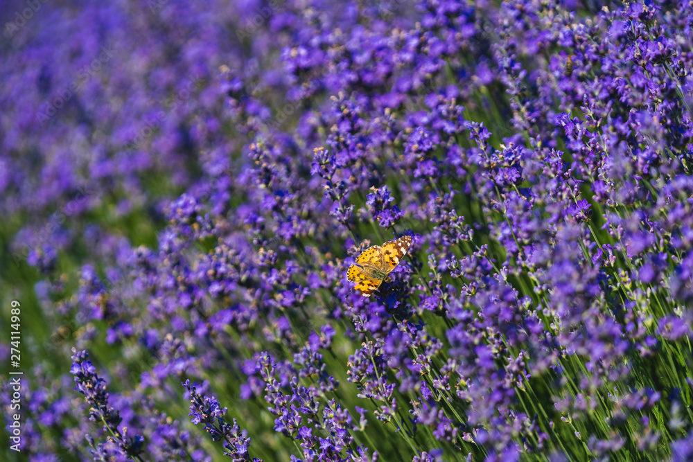 Close up view of lavender growing. Lavender bushes close up .Purple flowers of lavender. Close up view of lavender growing. Lavender bushes close up .Purple flowers of lavender.