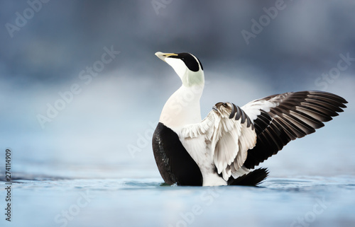 Male common eider with wings spread photo