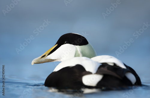 Close-up of a male common eider