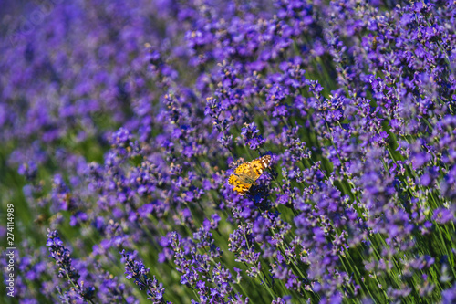 Close up view of lavender growing. Lavender bushes close up .Purple flowers of lavender.