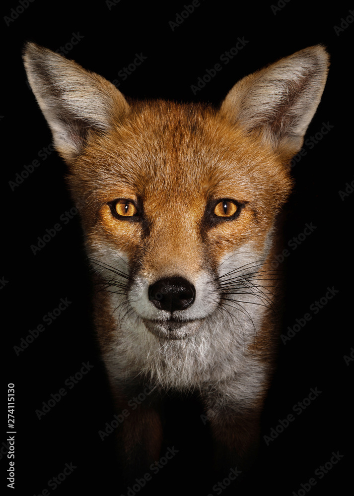 Fototapeta premium Red fox against black background