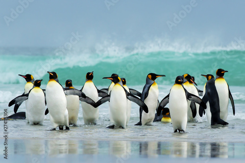 Group of King penguins coming ashore from a stormy Atlantic ocean