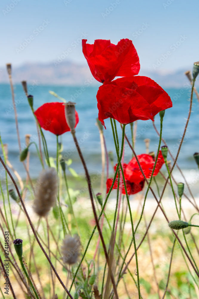 Obraz premium Red poppies and blue sky and sea, Bakcground.