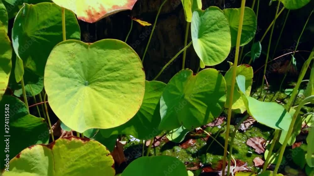 Walking Along The Lotus Plants Leaves In The Garden Pond, North Bali, Indonesia Walking Along The Lotus Plants Leaves In The Garden Pond, North Bali, Indonesia