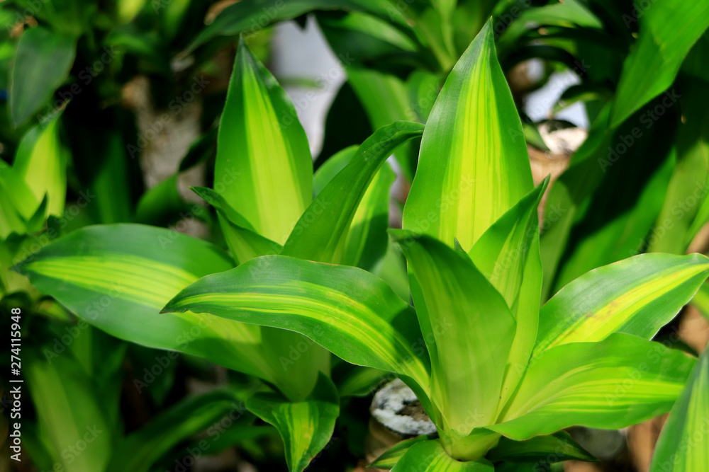 Vivid Green Dracaena Fragrans or Happy Plant in the Tropical Garden
