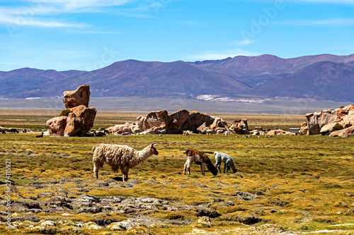Serene green landscape with alpacas and llamas, geological rock formations on Altiplano, Andes of Bolivia, South America