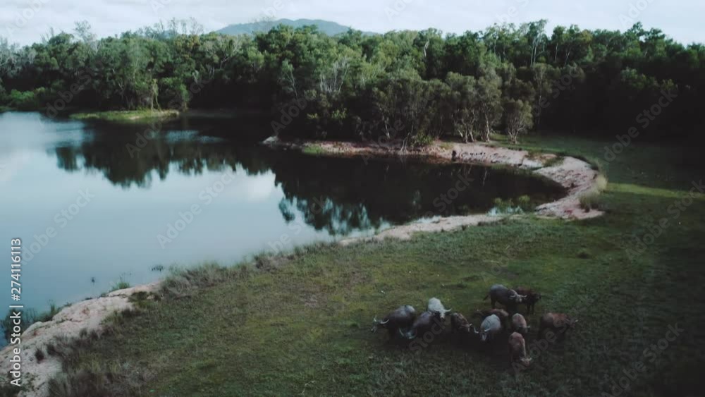 Aerial drone view of buffalo herd at riverside in Thailand