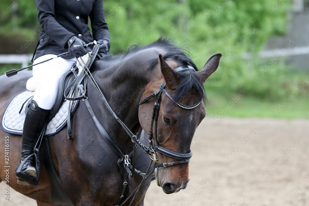 Portrait of beautiful show jumper horse in motion on racing track Portrait of beautiful show jumper horse in motion on racing track
