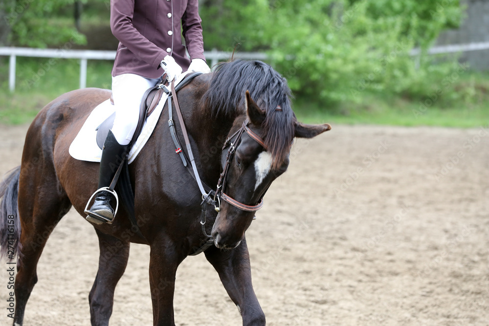 Portrait of beautiful show jumper horse in motion on racing track Portrait of beautiful show jumper horse in motion on racing track
