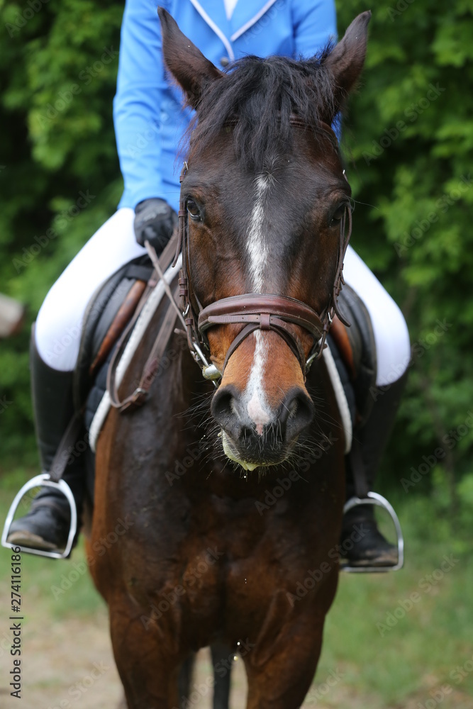 Obraz premium Portrait of beautiful show jumper horse in motion on racing track