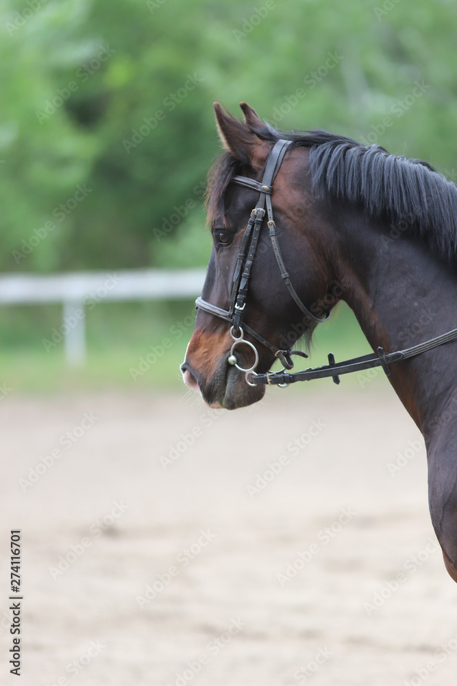 Portrait of beautiful show jumper horse in motion on racing track Portrait of beautiful show jumper horse in motion on racing track
