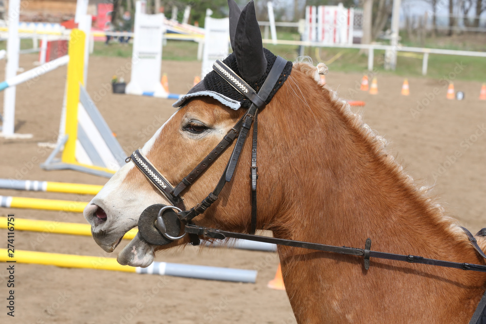 Portrait of beautiful show jumper horse in motion on racing track Portrait of beautiful show jumper horse in motion on racing track