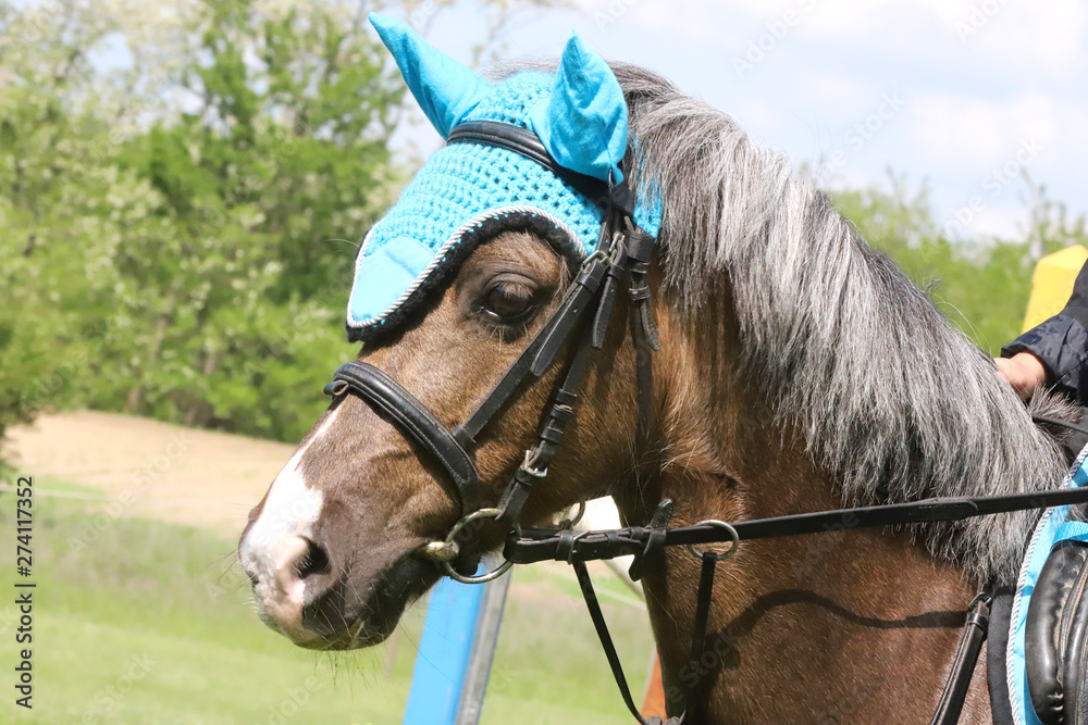 Fototapeta premium Portrait of beautiful show jumper horse in motion on racing track