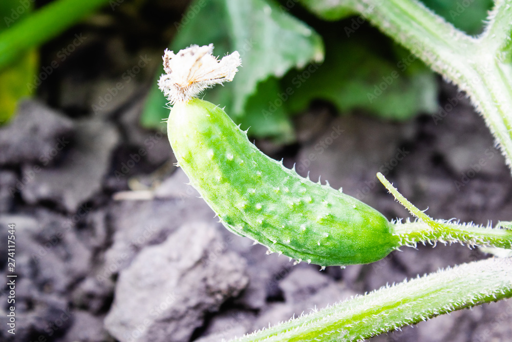 Growing and flowering cucumbers. Growing cucumbers in the garden