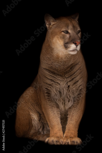 Beautifulcougar (cougar) gracefully sits. Isolated on black background.