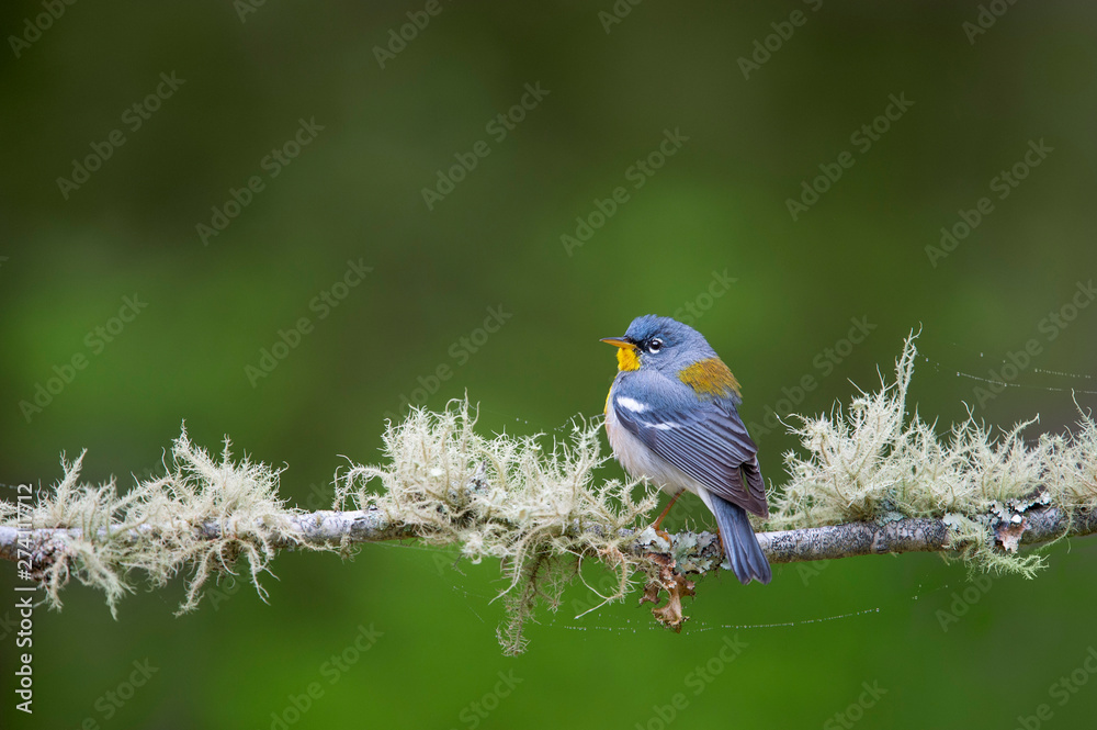 Obraz premium A Northern Parula perched on a branch covered in lichen with a smooth green background.