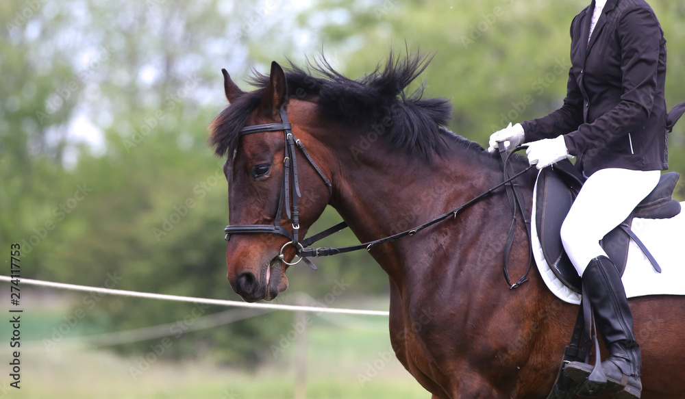 Portrait of beautiful show jumper horse in motion on racing track Portrait of beautiful show jumper horse in motion on racing track