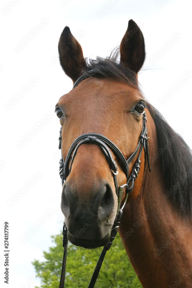 Obraz premium Portrait of beautiful show jumper horse in motion on racing track