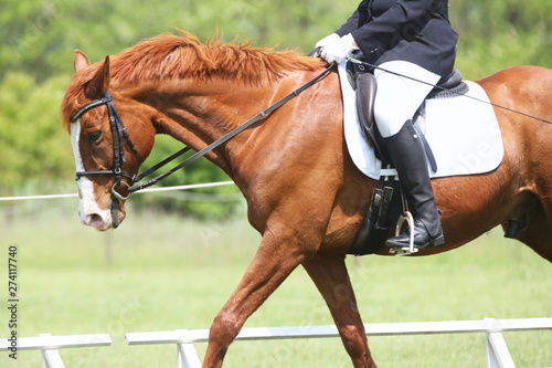 Portrait of beautiful show jumper horse in motion on racing track