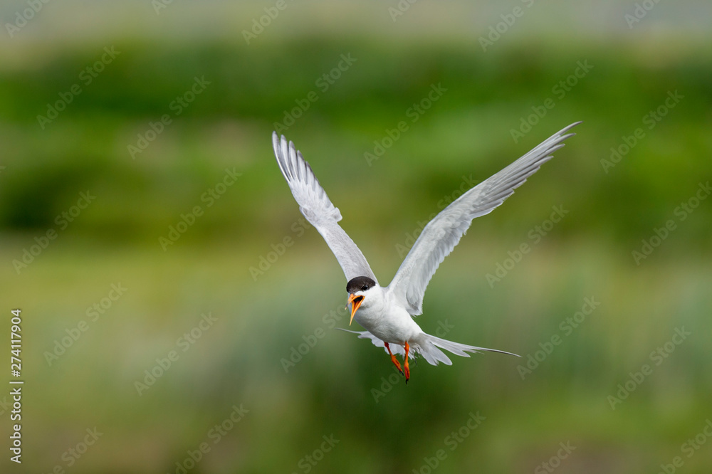 A Forsters Tern flies in front of a smooth green background while calling out loudly in soft overcast light. A Forsters Tern flies in front of a smooth green background while calling out loudly in soft overcast light.