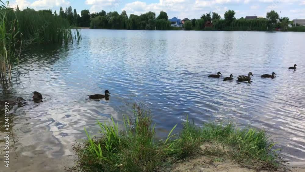A Duck With Ducklings Floating In A Pond A Duck With Ducklings Floating In A Pond