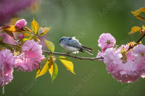 A Blue-gray Gnatcatcher perched between two big pink cherry blossom tree flowers as it all glows in the evening sunlight with a bright green background.